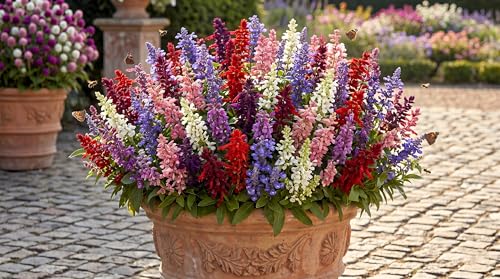 Image of Low Maintenance Hybrid Flower Seeds Combo Pack- All Year Flower Seeds Supply (EAST INDIA ALL YEAR)