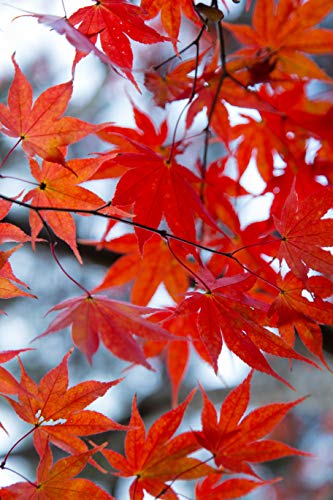 Sunset Red Maple Tree 2 Year Old