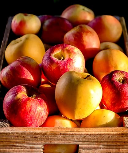 R`Y 󂠂  i킨܂ 10kg yƒpz