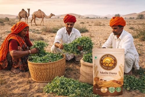 Image of Maru Bhumi 100% Organic Fenugreek Seeds - 500 GM | Whole Natural Sabut Methi Dana | Chemical-Free & Unpolished | Menthya | Menthulu | Uluva | Methe | Vendhayam | Ideal for Cooking (500 GM)