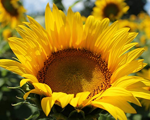 Raise Me Up: Seeds Giant Mammoth Sunflower Ornamental Annual Flowers #TOP6
