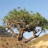 Generic 5 Olibanum Tree Seeds, Boswellia Sacra Seeds, Frankincense Seeds,, Natural