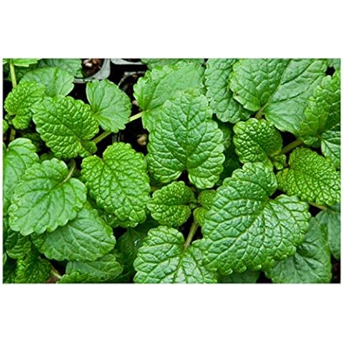 Premier Seeds Direct Lemon Balm Seeds - 2500 Count Cover