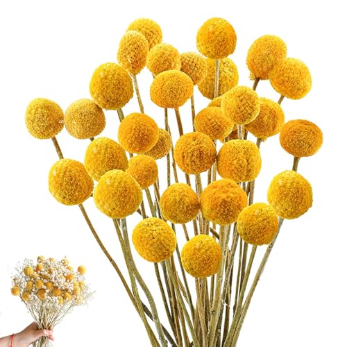 HIULLEN 43CM Billy Bälle Blumen Getrocknet, 36PCS Craspedia Globes Decor, Trockenblumen Gelb, Natur Trocken Pflanze für DIY Blumenarrangements, Hochzeit, Zuhause, Hohe Vase