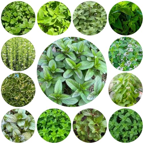 semi di menta - giardino selvatici perenni roccioso resistenti Acquista decorative 1200pcs