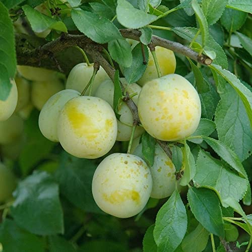 Terrassenobst Pflaume Oullins Reineclaude Kleinobst Balkonobst Pflaumenbaum 80-120 cm Lieferhöhe | selbstfruchtend