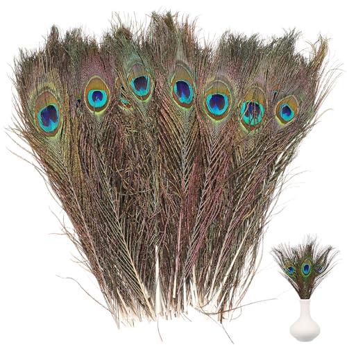 Plumage de paon naturel idéal pour accessoire de robe et coiffe de cérémonie