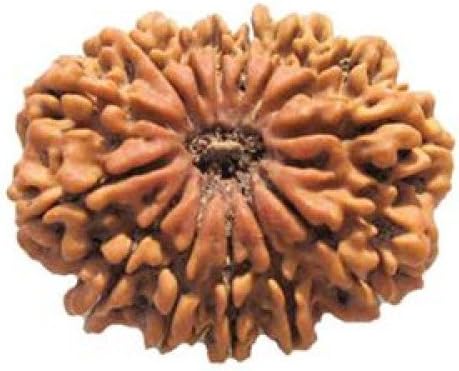 vastu astro shop 14 Mukhi Rudraksha