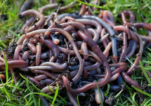 HomeGrownWorms - 100+ Live Red Wiggler Worms, Organic Farm +