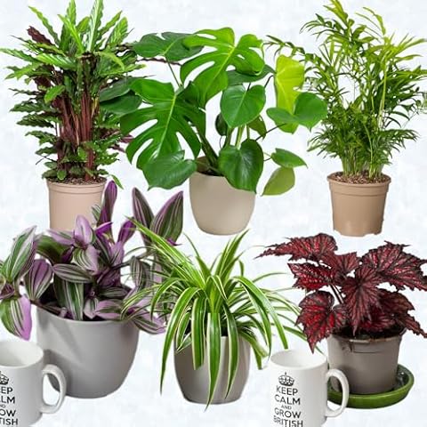 Mix of 6 Real Indoor Plants Cover