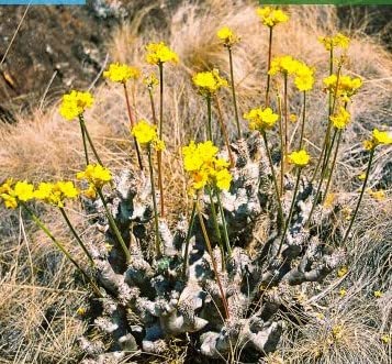 Amazon.co.jp: 【種子】Pachypodium densiflorum