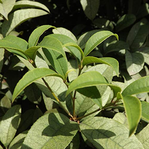 Cinnamon Tree Seeds for Yard Gardening Plant,10Pcs Dwarf Cinnamon Seeds Bonsai Tree Home Garden Yard Farm Seasoning Plant - Cinnamon Seeds by ZHOUBA