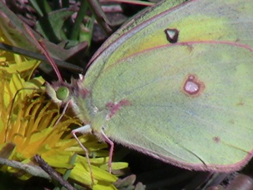 Insects, Butterflies, Bees, Beetles, and other Bugs Part 1 of 26