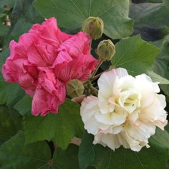 See full amazon price history chart for Colour Changing Rose Plant|Hibiscus mutabilis Plant|Changeable Rose Plant|Magic Rose Plant|cotton rose Plant Colour Changing Rose Plant|Hibiscus mutabilis Plant|Changeable Rose Plant|Magic Rose Plant|cotton rose Plant (B0DBVKL97Q) Amazon Price History, Amazon Price Tracker