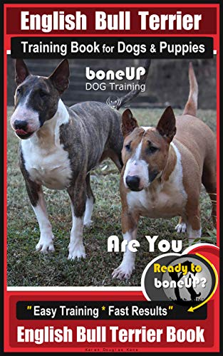 bull terrier training