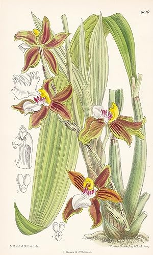 Zygopetalum prainianum. Tab 8610 - orchid Orchidee / Peru South America / Pflanze Planzen plant plants / flower flowers Blume Blumen / botanical Botanik botany / aus 