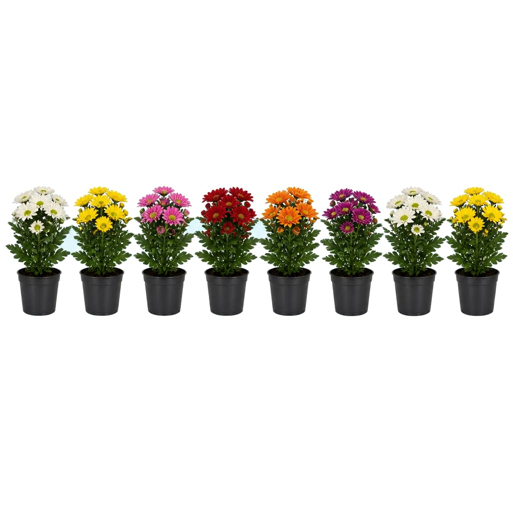 Chrysanthemum Margarita Pack de 8 Crisantemos Naturales Maceta 12 cm, 30-35 cm de Altura, Crisantemo Natural de 12 cm para Maceteros Decorativos, DECOALIVE