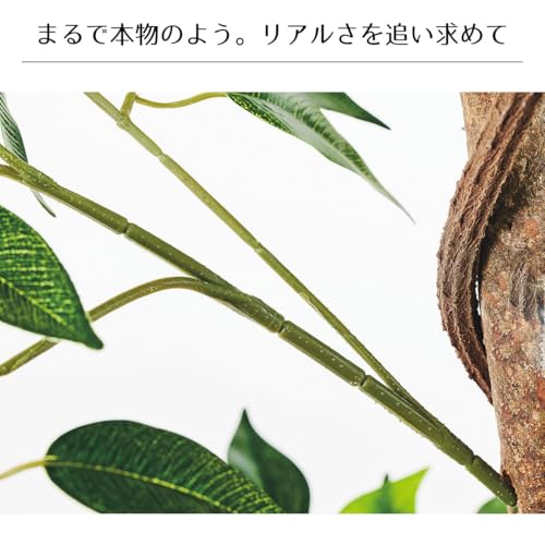 【天然木使用】フィカス 高さ180cm 1台【 フェイクグリーン 人工観葉植物 リアル 大型 インテリア ストア・エキスプレス 】 61-838-39-1_8724-3146 [5]