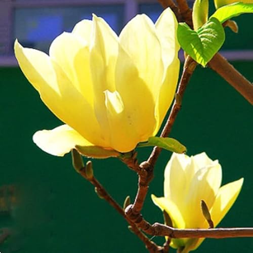When do Magnolias Bloom? (And How Long do Blooms Last) Conserve