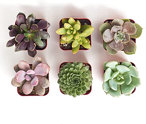Shop Succulents | Unique Collection | Assortment Of Hand Selected, Fully Rooted Live Indoor Succulent Plants, 6-Pack C #TOP1