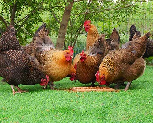 Classic Flock 5LB Mealworms & Soldier Fly Larvae, Mealworms for Chickens, Mealworms for Hens