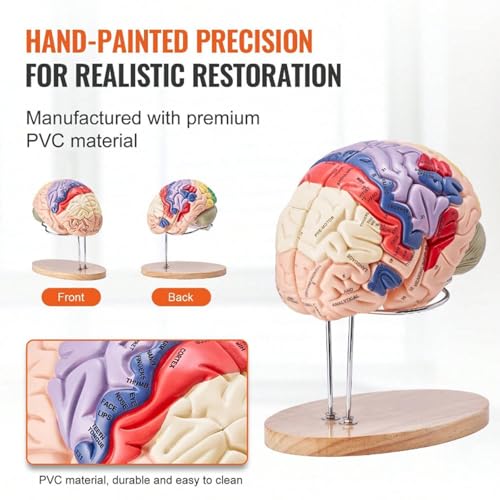 Image of Brain Model Anatomy 2X Life-Size 4-Part Detachable Human Brain Anatomical Model with Labels and Display Base, Color-Coded