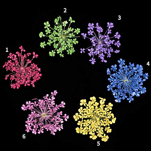 Kit 24 piezas flores secas para manualidades y decoración miniatura 3