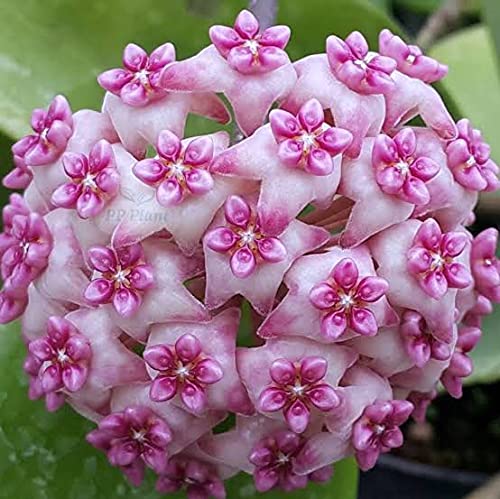 GREEEN Earth Hoya Sweet Scent Highly Scented Flower Small Plant (B09FZ49DG4) Amazon Price History, Amazon Price Tracker