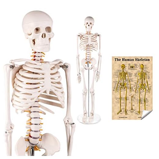 LYOU Mini Human Skeleton Model, Half Life Size Skeleton Replica with Removable Arms and Legs, Includes Detailed Poster for Study and Reference