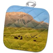 3dRose Black Angus Cattle, Farm Animal, Rocky Mountain, Mt-Us27 Cha0889-Chuck Haney Potholder, 8 x 8
