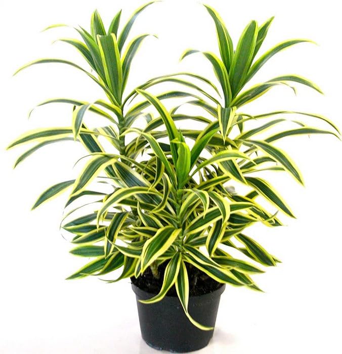 Creative Farmer The Plants Shop Special Song Of India Dracaena Reflexa Pleomele Air Purifying Green Live Indoor Plant
