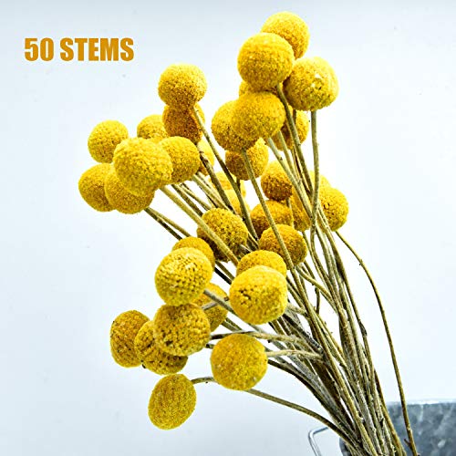 Yoken 50 Stems Craspedia Flowers Natural Dried Flowers for Arrangements Hried Bundle for Photo Props, Home Decor