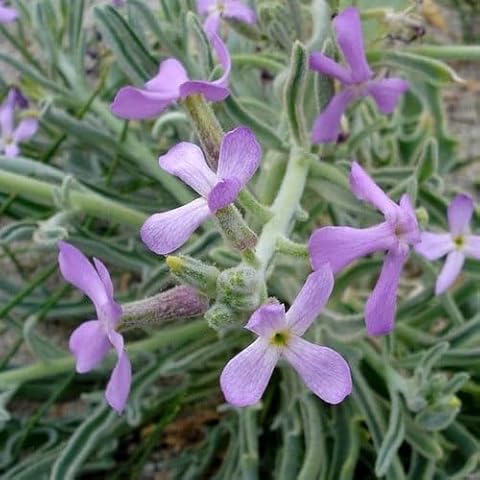 Plant World Seeds Matthiola Sinuata Perennial Flowers Cover