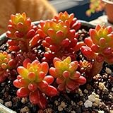 sukkulentensamen kaufen, succulent outdoor winterharte für garten steingarten exotische mehrjährig 550pcs