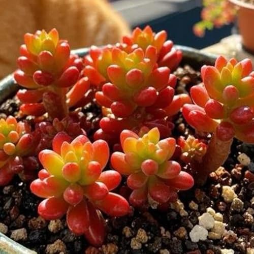 sukkulentensamen kaufen, succulent outdoor winterharte für garten steingarten exotische mehrjährig 550pcs