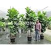 Bloom Green Co. 50 stuks Kleurrijke Ficus Lyrata Bonsai, coperta in Vaso Balcone Banyan Tree Foglia Bonsai Garden Piantare, Anti-radiazioni, purificare l’aria: 4