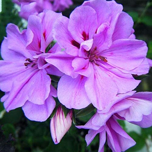100Pcs/Bag Geranium Flower Seeds for Home Garden Perennial Flower Seeds Geranium Rare Flower Pla : Sky Blue-image-39