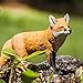 Safari Ltd. Red Fox Figurine - Detailed 7