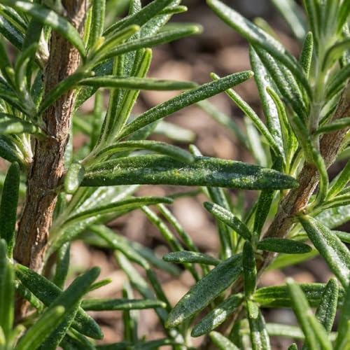 Rosmarinus officinalis