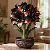 Amarilis perenne&rizomas de amarilis, resistente,espectacular,ideal para embellecer el paisaje.-5Tubérculos-H