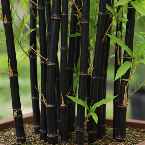 100+ Black Bamboo Seeds for Planting | Rare Variety | Fast-Growing, Exotic Bamboo for Outdoor...