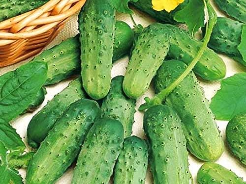 Miniatura 2 de Semillas Pepino Pepino Parisino Decapado Polinizado Abierto Vegetal No GMO para Plantar