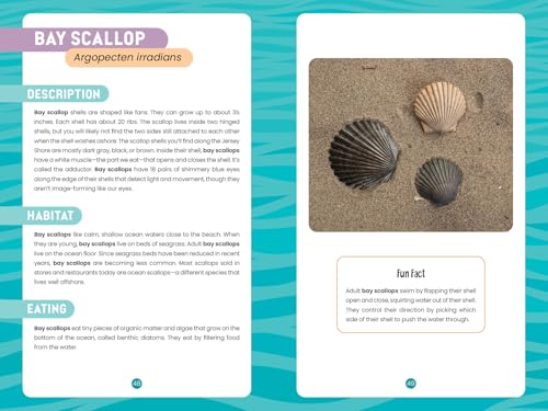 Seashells of the Jersey Shore: Identify and Learn about the Shells You Find on the Beach (Identify and Learn About Seashells, 1) - Image 6