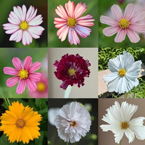 400 piezas semillas de cosmea perenne - de jardín primavera jardín semillas silvestres jardin decoracion