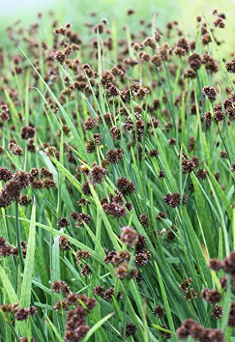 4er-Set im Gratis-Pflanzkorb - Juncus ensifolius - winterhart -...