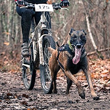 Non-Stop Zuggeschirr FREEMOTION Harness Brustgeschirr schwarz für Hunde Größe 4