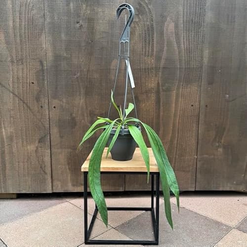 �ϗt�A���F�A���X���E�� �r�b�^���t�H���E��*4���݂� Anthurium Vittarifolium