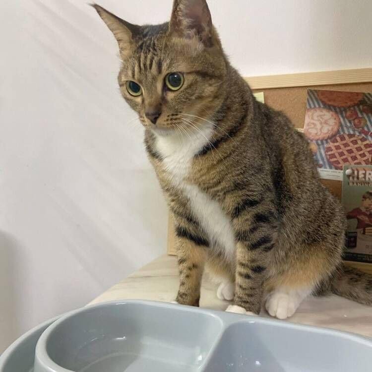 Miniatura 3 de GRPET Plato para gatos y gatos y cachorros, comedero para mascotas, color gris, S