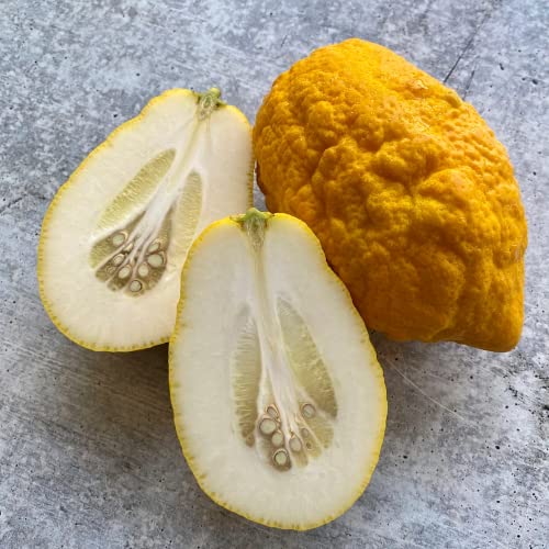 Live Etrog Citron Tree Plant - Citrus Medica Plant - 1-2 Inc Tall Plug Plant - No Ship Ca, Az, Tx, Al, Ga, Fl, Hi, Id, Or & Wa #TOP1