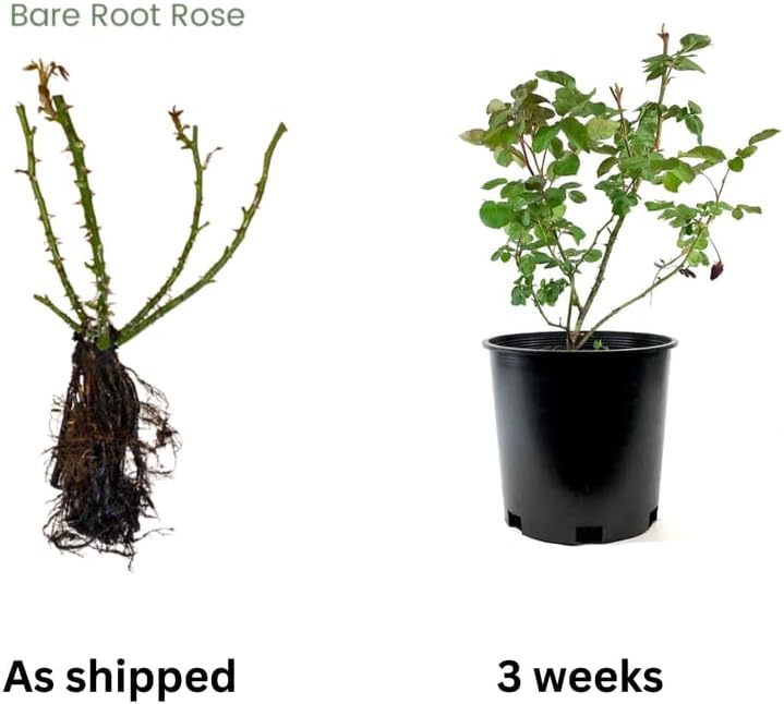 2 Purple Rose Climbing Live Starter Plants, Fragrant Purple Climbing Rose for Planting Outdoor, No Pot, 1 Year Old Rose Plant, Well-Rooted Rose Plants Live Ready to Plant